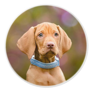 Cute puppyeyed Hungarian Vizsla Dog Puppy Photo .. Ceramic Knob