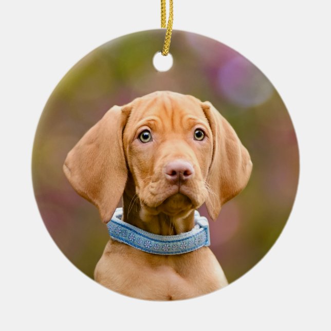Cute puppyeyed Hungarian Vizsla Dog Puppy Photo , Ceramic Ornament (Front)