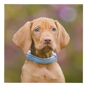 Cute puppyeyed Hungarian Vizsla Dog Puppy Photo // Faux Canvas Print