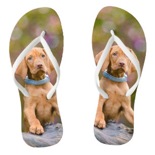 Cute puppyeyed Hungarian Vizsla Dog Puppy Photo _- Flip Flops