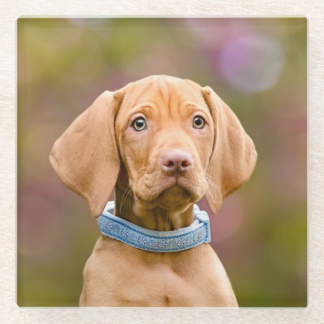 Cute puppyeyed Hungarian Vizsla Dog Puppy Photo - Glass Coaster (Front)