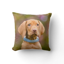Cute puppyeyed Hungarian Vizsla Dog Puppy Photo -