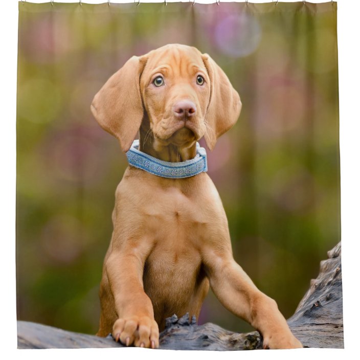cute vizsla puppies