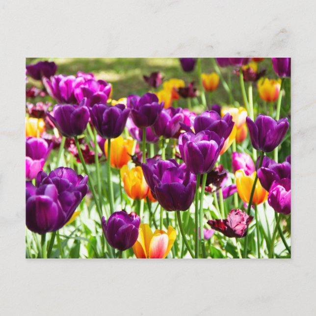Cute purple and yellow tulips  postcard (Front)
