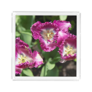 Cute purple  tulips  in the garden  acrylic tray