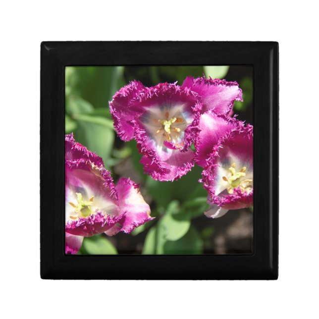 Cute purple  tulips  in the garden gift box (Front)
