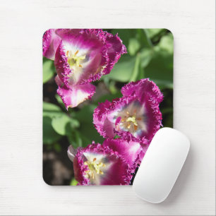 Cute purple  tulips  in the garden  mouse pad