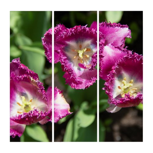 Cute purple  tulips  in the garden triptych