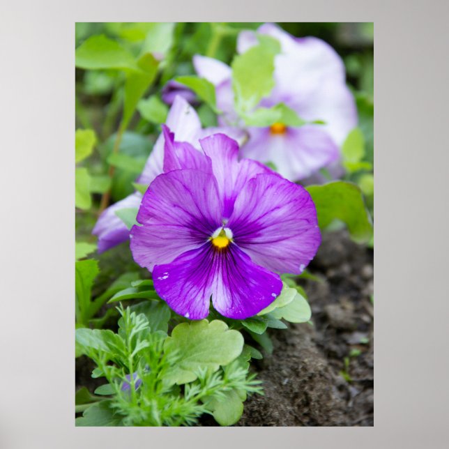 Cute purple violet photo poster (Front)