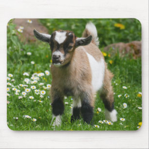 Cute Pygmy Goat Kid in flowers Mouse Pad
