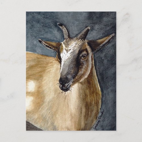 Cute Pygmy Goat Watercolor Artwork Postcard