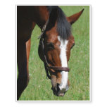 Cute Quarter Horse Temporary Tattoos