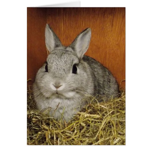 Cute Rabbit Card (Front)