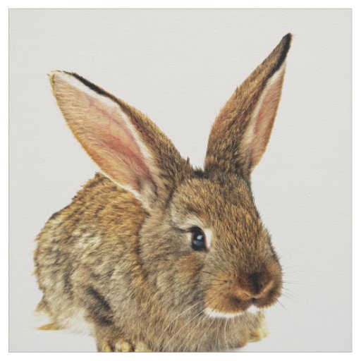 Cute Rabbit Fabric