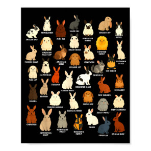 Cute Rabbit Lover Bunny Breeds Rabbit Poster