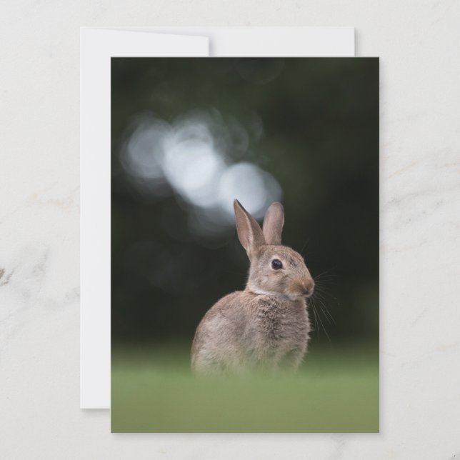 Cute Rabbit Nature Photo Card (Front)