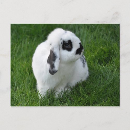 Cute Rabbit on Grass Postcard