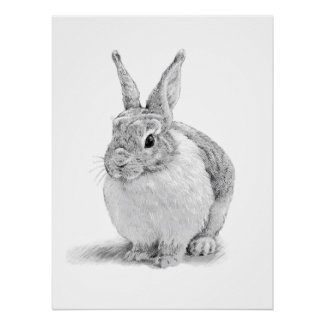 Cute Rabbit Pencil Drawing