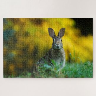 Cute rabbit photo