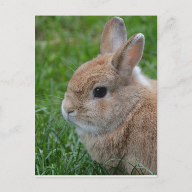 Cute Rabbit Postcard (Front)