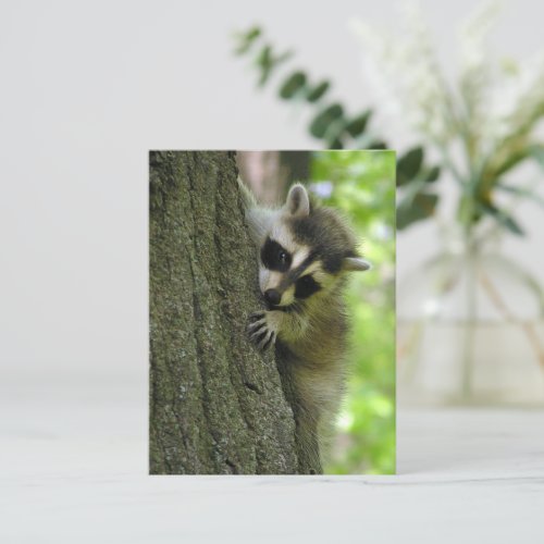 Cute Raccoon Baby Animal Postcard