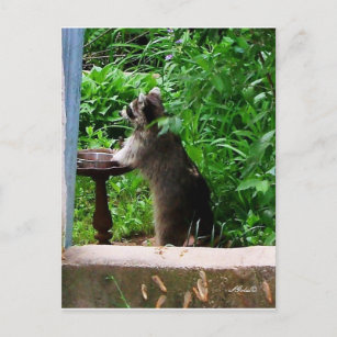 Cute Raccoon Eating at Bird Feeder Postcard