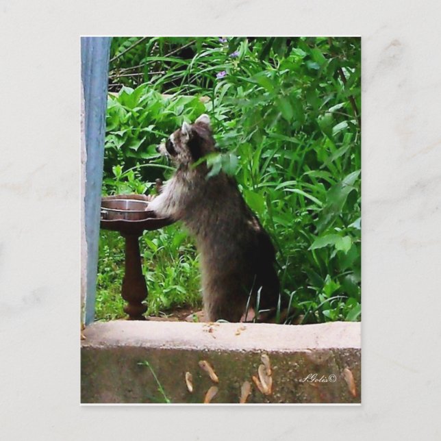 Cute Raccoon Eating at Bird Feeder Postcard (Front)