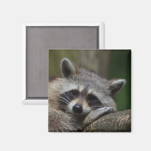 Cute Raccoon Face Magnet