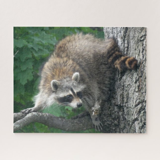 Cute Raccoon Full Body in Oak Tree Jigsaw Puzzle (Horizontal)