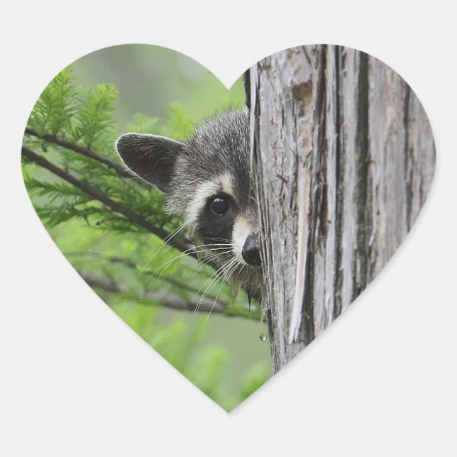 Cute Raccoon Heart Sticker (Front)