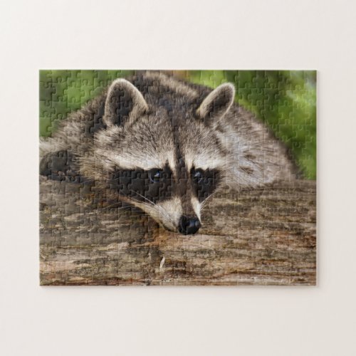 Cute Raccoon in Forest Photo Jigsaw Puzzle