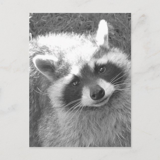 Cute Raccoon Postcard (Front)