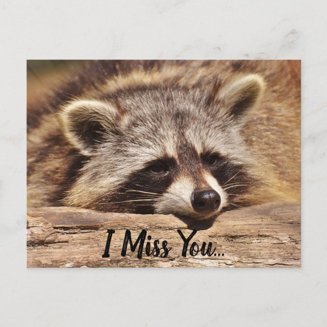 Cute Raccoon Postcard (Front)