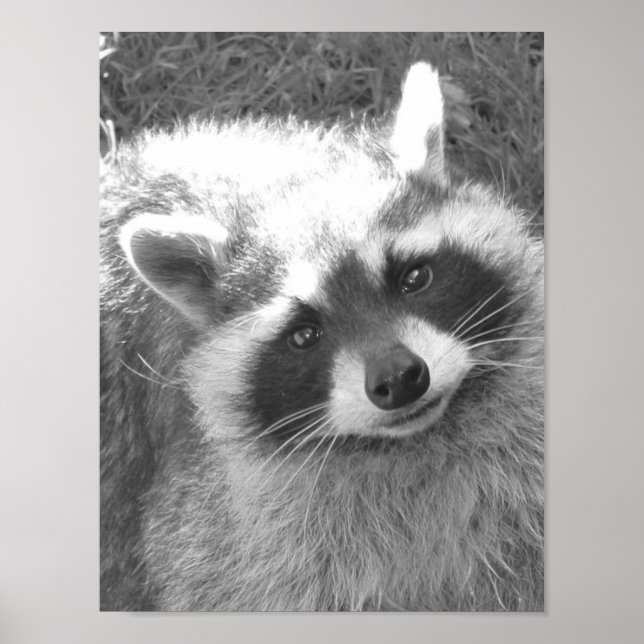 Cute Raccoon Poster (Front)