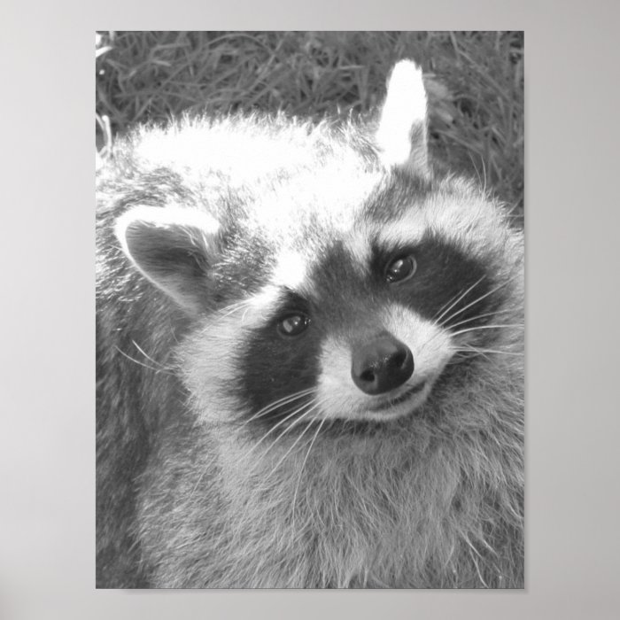 Cute Raccoon Print