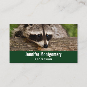 Cute Raccoon Resting on a Log Business Card