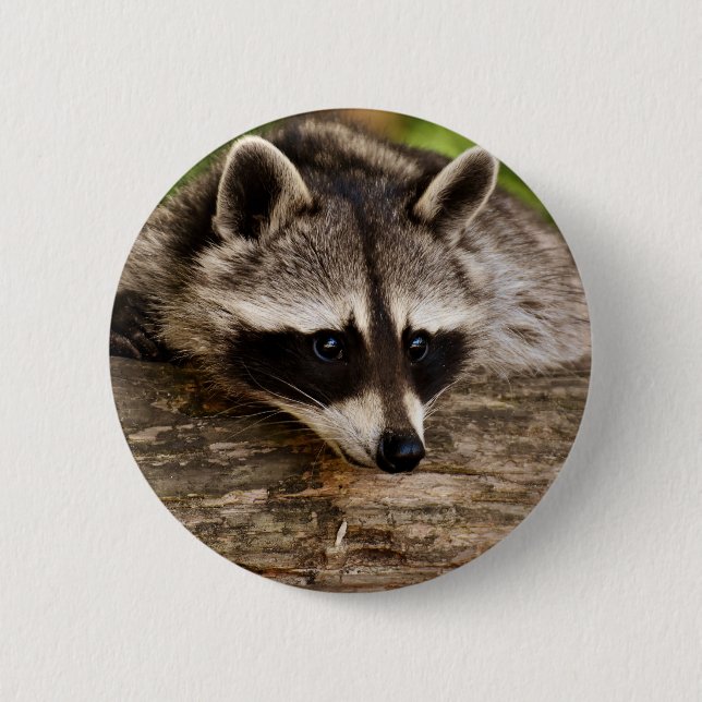 Cute Raccoon Resting on a Log Button (Front)