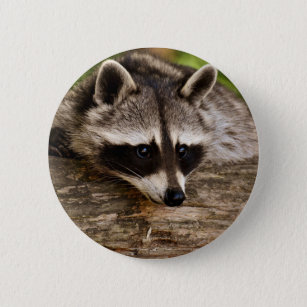 Cute Raccoon Resting on a Log Button