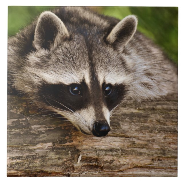 Cute Raccoon Resting on a Log Ceramic Tile (Front)
