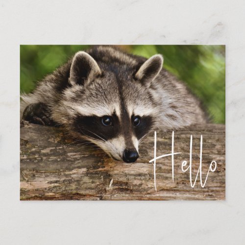 Cute Raccoon Resting on a Log _ Hello Postcard