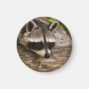 Cute Raccoon Resting on a Log Magnet