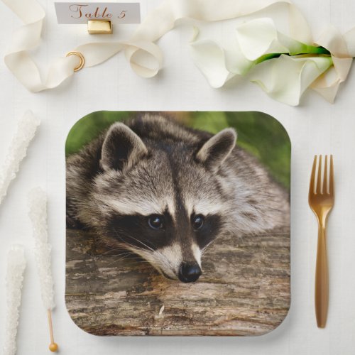 Cute Raccoon Resting on a Log Paper Plates