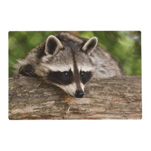 Cute Raccoon Resting on a Log Placemat