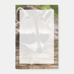 Cute Raccoon Resting on a Log Post-it Notes