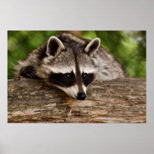 Cute Raccoon Resting on a Log Poster