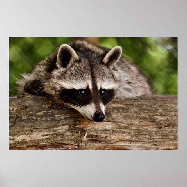 Cute Raccoon Resting on a Log Poster (Front)