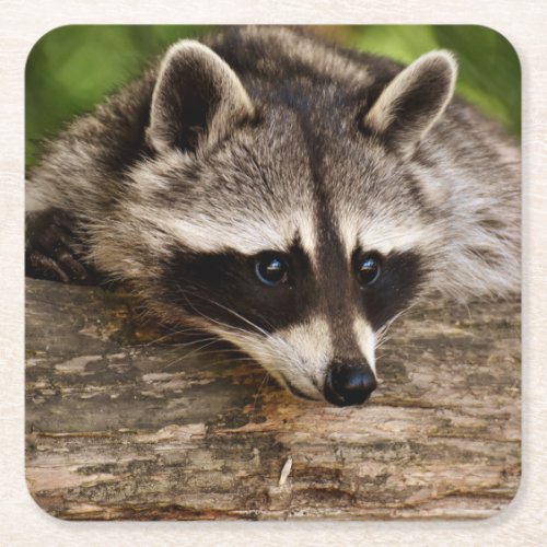 Cute Raccoon Resting on a Log Square Paper Coaster