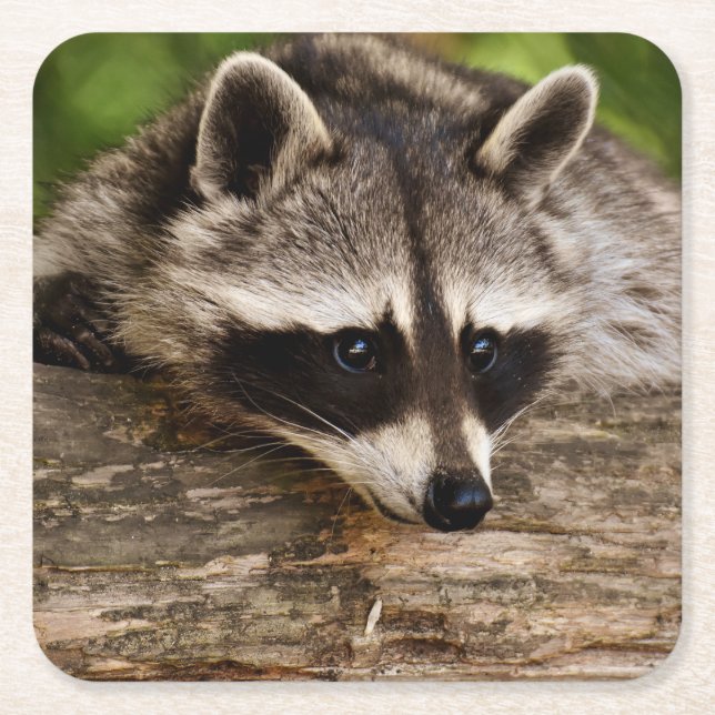 Cute Raccoon Resting on a Log Square Paper Coaster (Front)