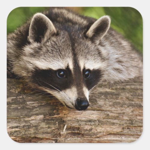Cute Raccoon Resting on a Log Square Sticker