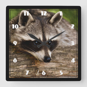 Cute Raccoon Resting on a Log Square Wall Clock